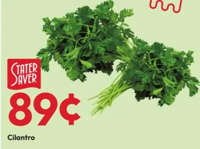 Cilantro