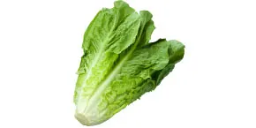 Fresh Romaine Lettuce