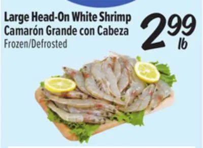 Large Head-On White Shrimp