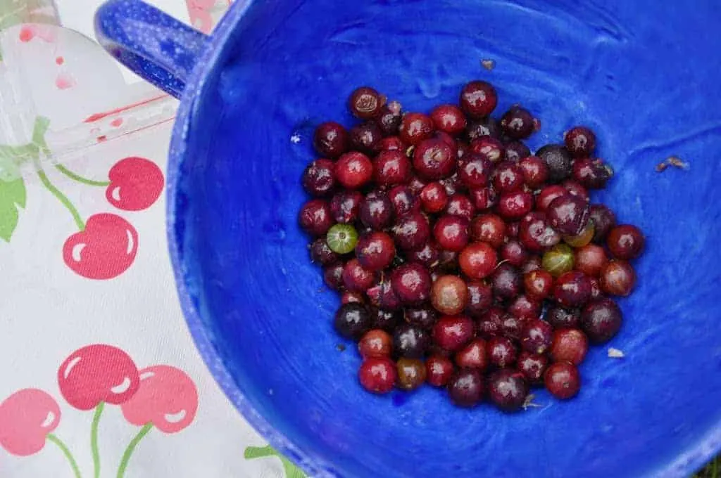 Purple Gooseberry Pie